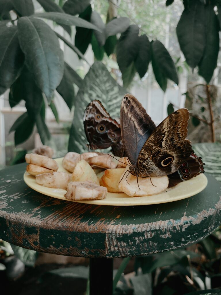 Up close and personal with butterflies